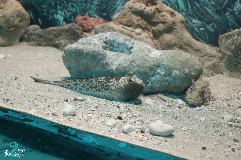 corfu aquarium -ενυδρειο