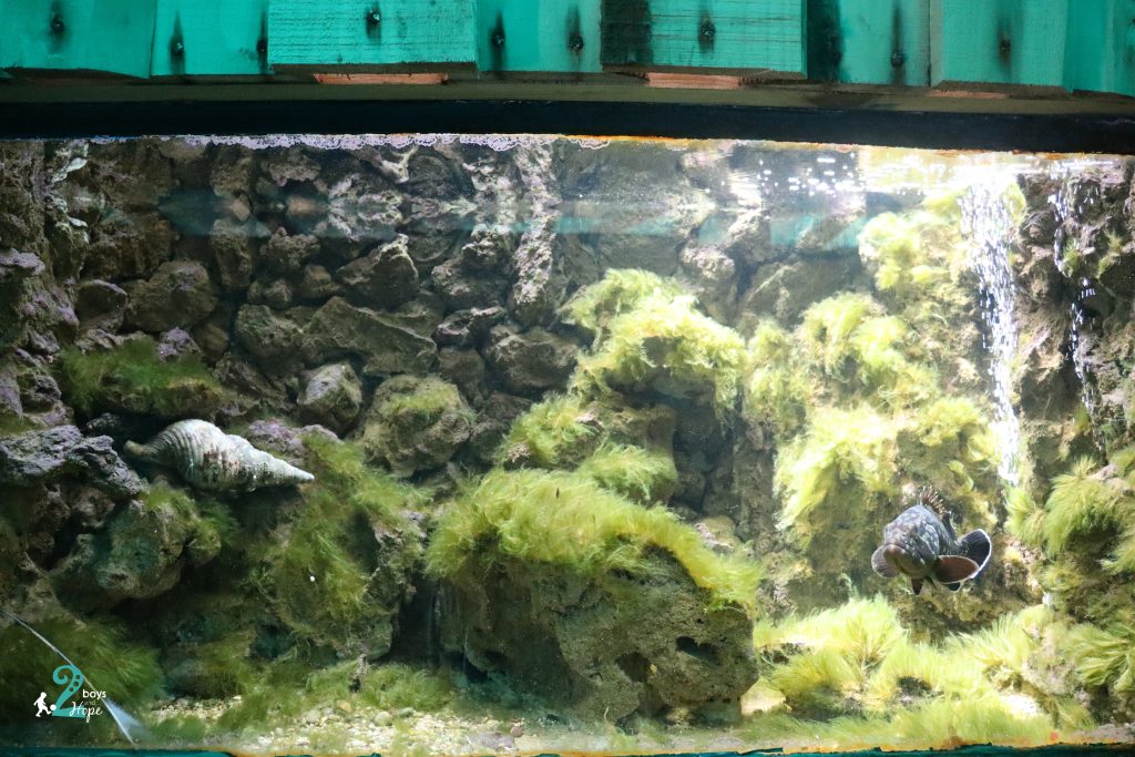 corfu aquarium- σκορπινα